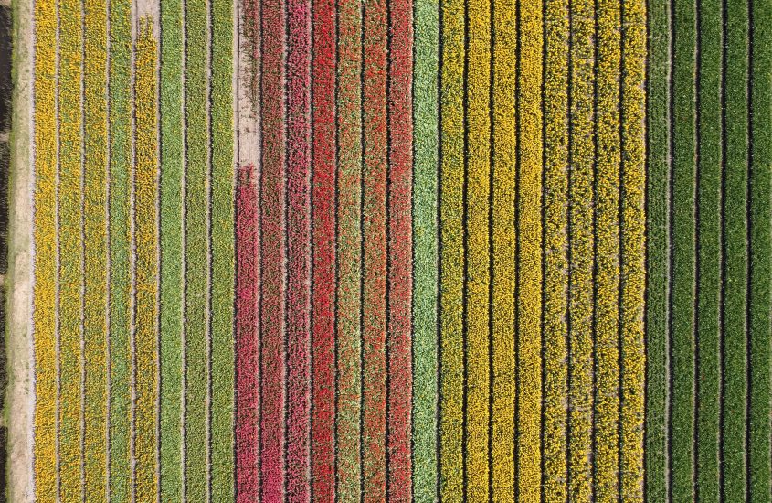 Tulpenblüte in den Niederlanden: Alles was du wissen musst