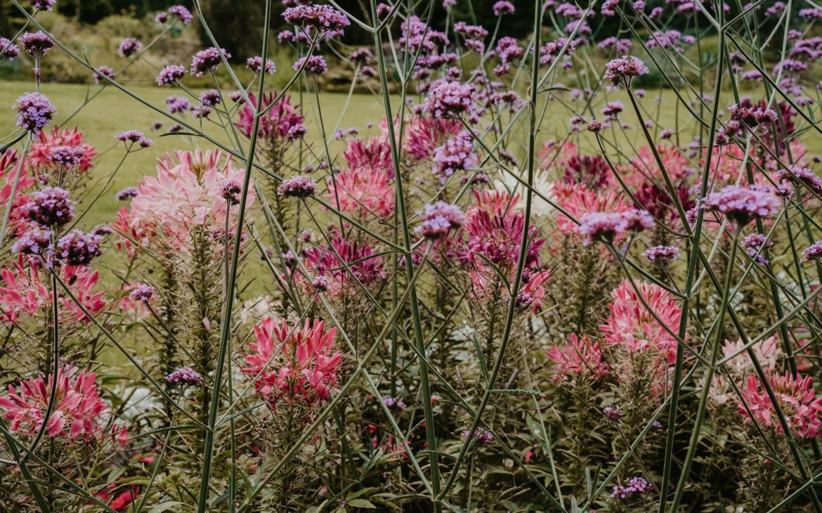 Botanischer Garten Hof Blumenbeet