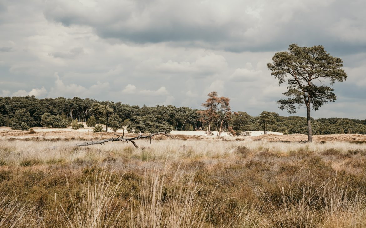 Nationalpark Loonse en Druense Duinen