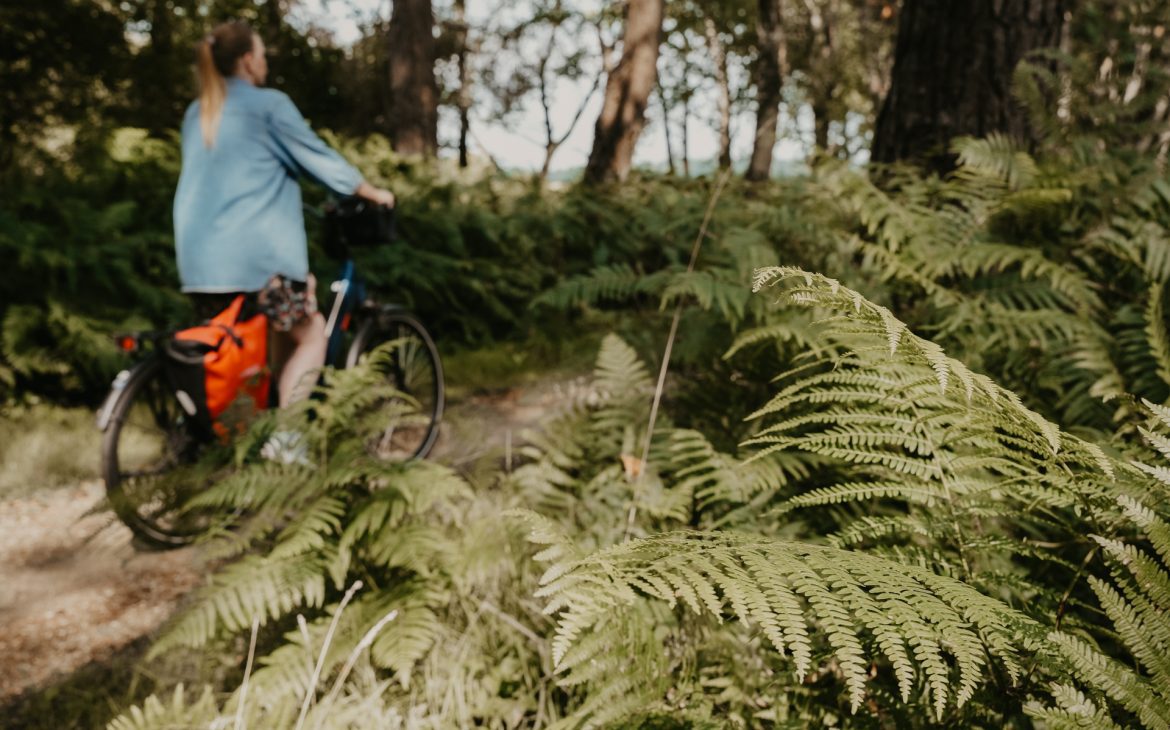 Oisterwijkse Bossen en Vennen